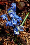 Image result for Blue Spring Flowers Ontario