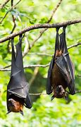 Image result for Florida Fruit Bat