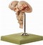Image result for Sculpting a Model of the Brain Stem