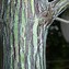 Halesia monticola var. vestita に対する画像結果
