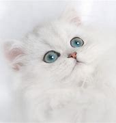 Image result for Cute White Persian Cat