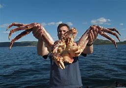 Image result for Biggest Crab Ever Found