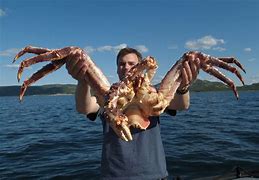 Image result for Largest Sea Animal Ever