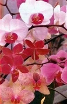 mandare dei fiori il linguaggio dei fiori significato dei fiori mandare dei fiori il linguaggio dei fiori significato dei fiori