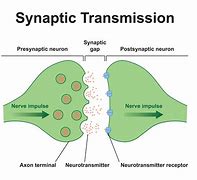 Image result for Brain Cell Synapses