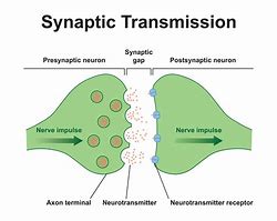 Image result for Synapse Syrah Hangman's