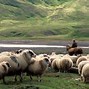 Image result for Iceland Cattle