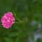 Image result for Hohoemei Rouge Rose
