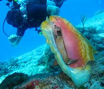Image result for Sea Shells Underwater