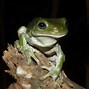 Image result for Real Tree Frog Front