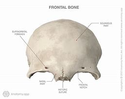 Image result for Frontal Bone