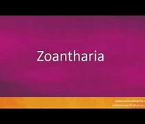 Image result for co_to_znaczy_zoantharia