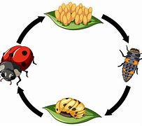 Image result for Insect Life Cycle Icon