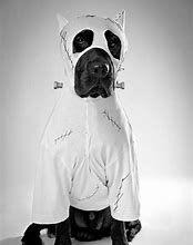 Image result for Bob Ross Dog Costume