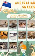 Image result for Australian Snake Chart