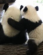 Image result for Baby Panda Hug