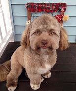 Image result for Cursed Dog Face