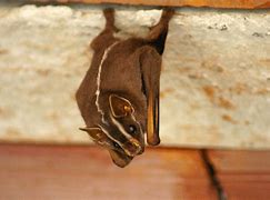 Image result for Bat Sleep