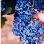 Image result for Grapevine in Israel