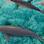 Image result for Dolphin Baby Toob