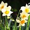 Image result for Flower Bulbs and Tissue Culture