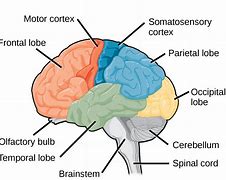 Image result for Human Head Brain Drawing