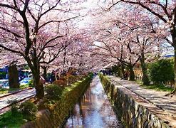 Image result for Cherry Blossom Kyoto Japan