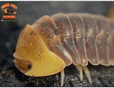 Image result for Isopod Colors