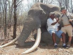 Image result for Largest Elephant in the World