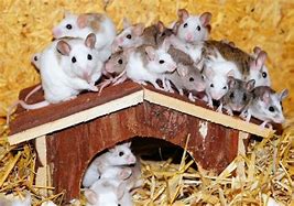 Image result for A Lot of Mice