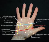 Image result for Interdigital Hands