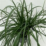 Image result for Carex oshimensis Everoro