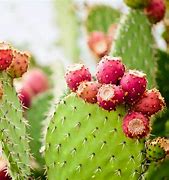 Image result for Prickly Pear Cactus Plant