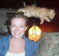 Image result for Funny Cat Photobombs