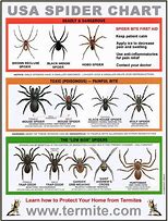 Image result for Non-Poisonous Spider Bite