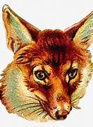 Image result for May Animals Clip Art