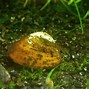 Image result for Common Clam