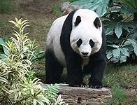 Image result for Giant Panda Reproduction