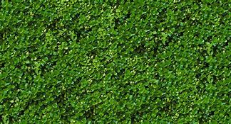 Image result for Vegetation Texture Seamless