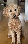 Image result for Labradoodle Full-Grown