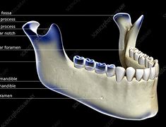 Image result for Bones of the Jaw