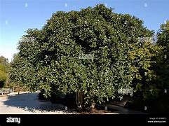 Image result for Ficus Rubiginosa Tree