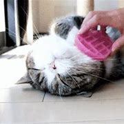 Image result for Happy Cat Sounds