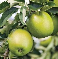 Image result for dwarf lodi apples trees