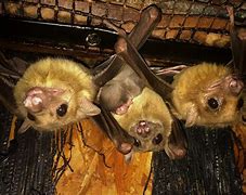 Image result for Baby Egyptian Fruit Bat