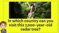 Image result for 7000 Year Old Cedar Tree