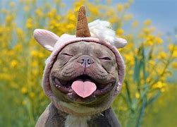 Image result for Happy Dawg Meme