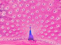 Image result for Beautiful Pink Peacock Feather