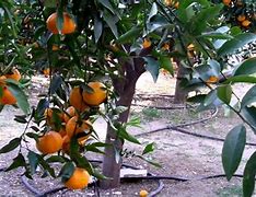 Image result for Orange Lemmon