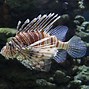 Image result for Underwater Fishes